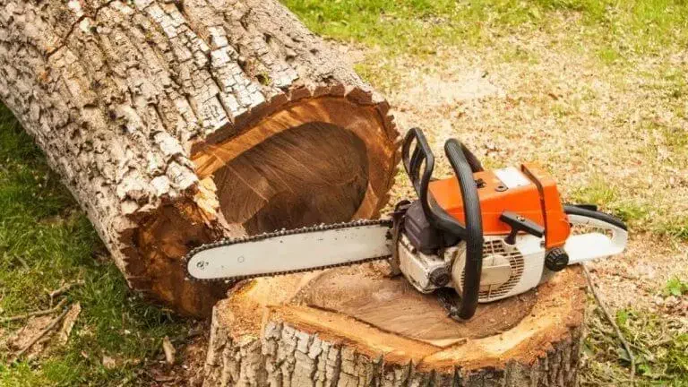 خرید و قطع چوب و انواع درختان باغی و غیره|خدمات باغبانی و درختکاری|چالوس, |دیوار