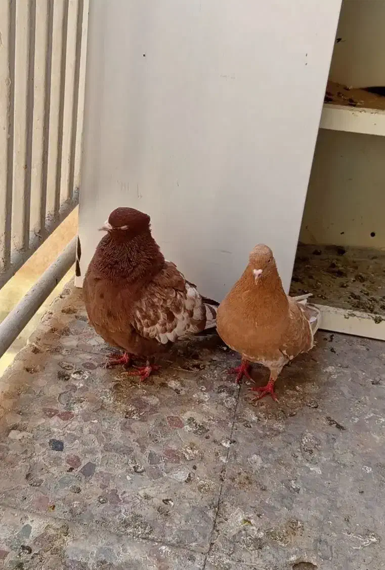 کبوتر سینه ای چندجفت|پرنده|کرج, اخگرآباد|دیوار