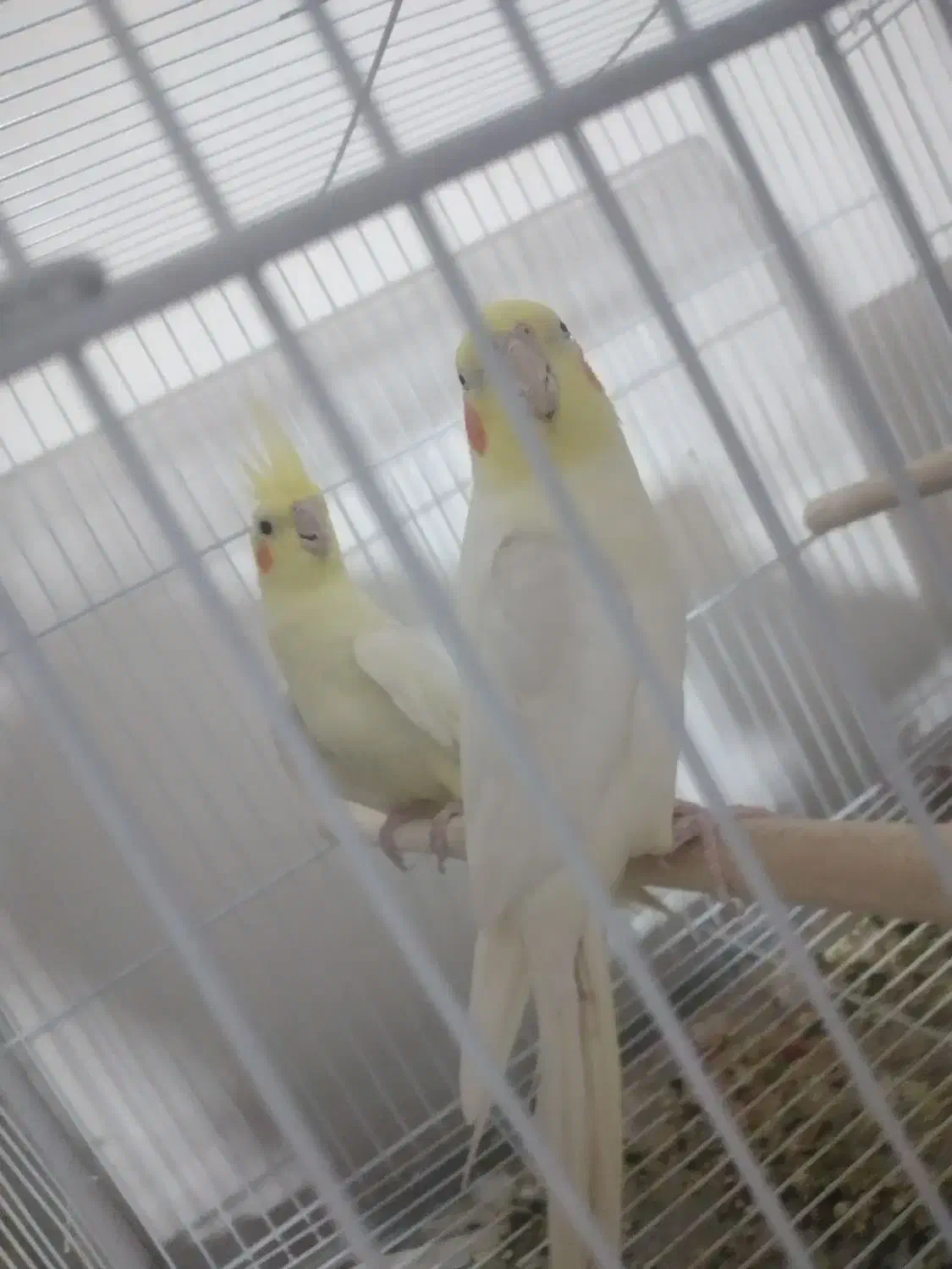 یک جفت عروس هلندی لوتینو|پرنده|زاهدان, |دیوار