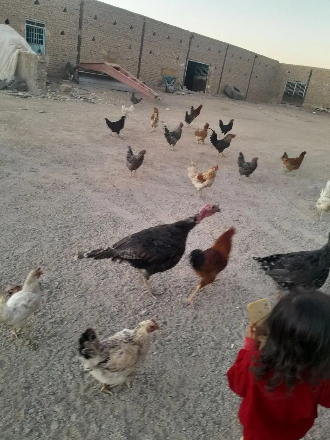 خروس مرغ بوقلمون|حیوانات مزرعه|بوژگان, |دیوار