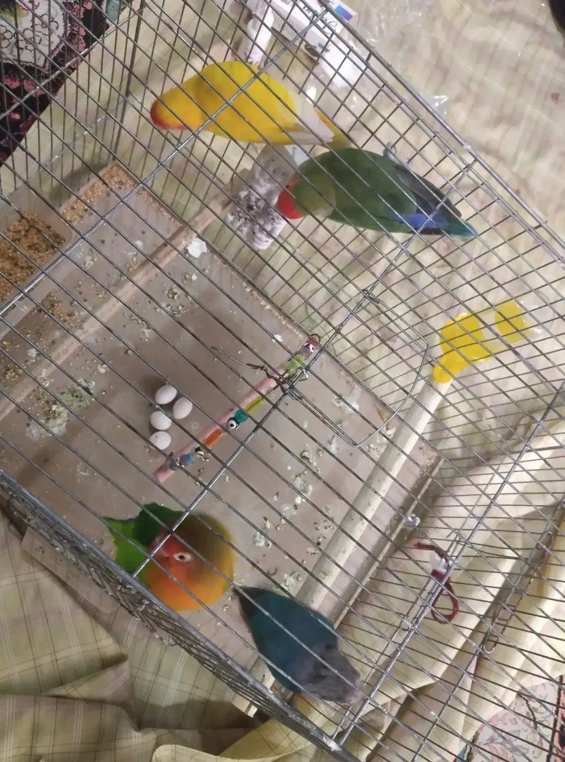 برزیلی مولد|پرنده|ملارد, |دیوار