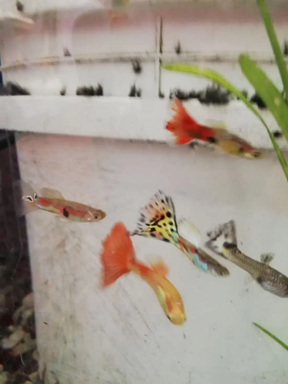 10 عدد ماهی گوپی|ماهی|سنندج, |دیوار