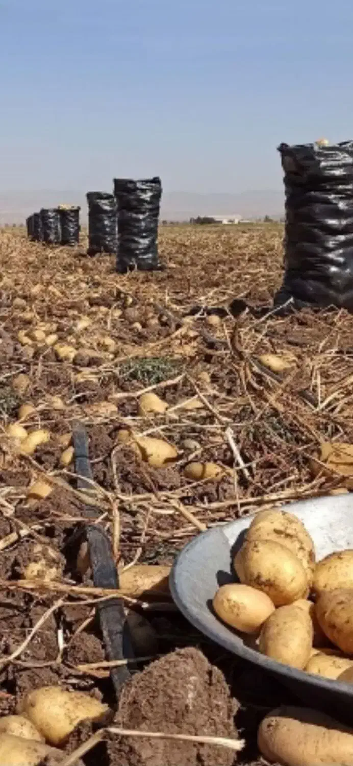 سیب زمینی فابولا مدل ۱۴۰۲|عمدهفروشی|الیگودرز, |دیوار