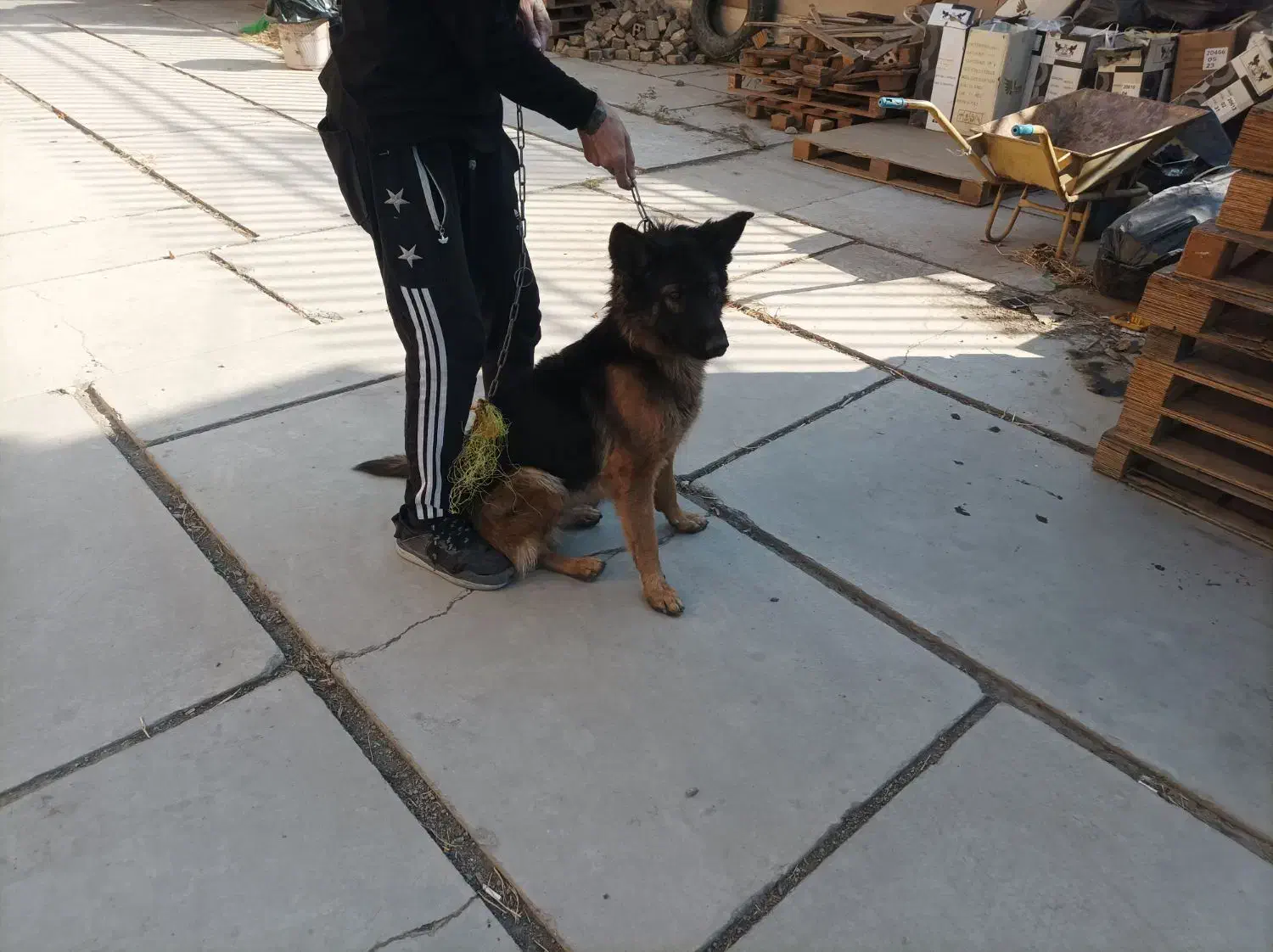 سگ ژرمن  باهوش|سگ|کهریزک, |دیوار