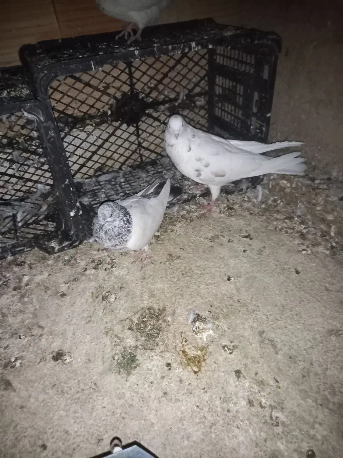 کبوتر پرشی|پرنده|پاکدشت, پاکدشت (مامازند)|دیوار