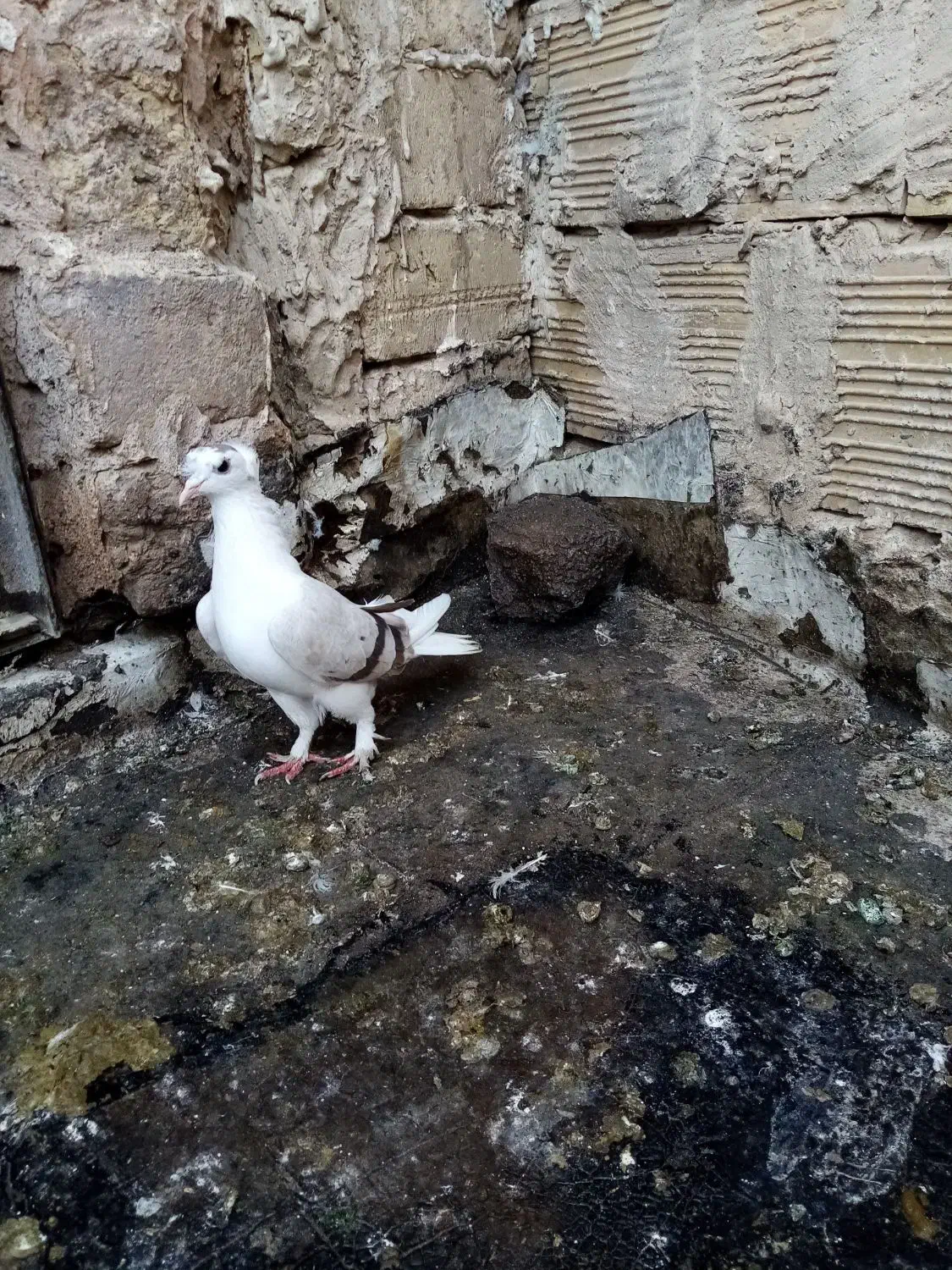 ماد گلی|پرنده|تربتحیدریه, داروپخش|دیوار