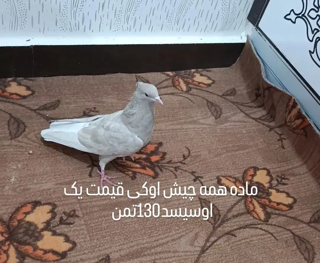 کبوتر برای فروش بازدیدسوسنگرد|پرنده|اهواز, کمپلو شمالی|دیوار
