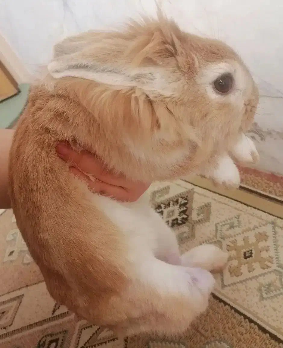 خرگوش|موش و خرگوش|نجفآباد, امیرکبیر|دیوار