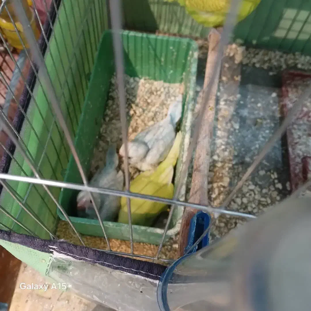 ی جفت مرغ عشق رنگ خوب با جوجه و دوتا نر تکی|پرنده|شیراز, چشمه سید صفری|دیوار