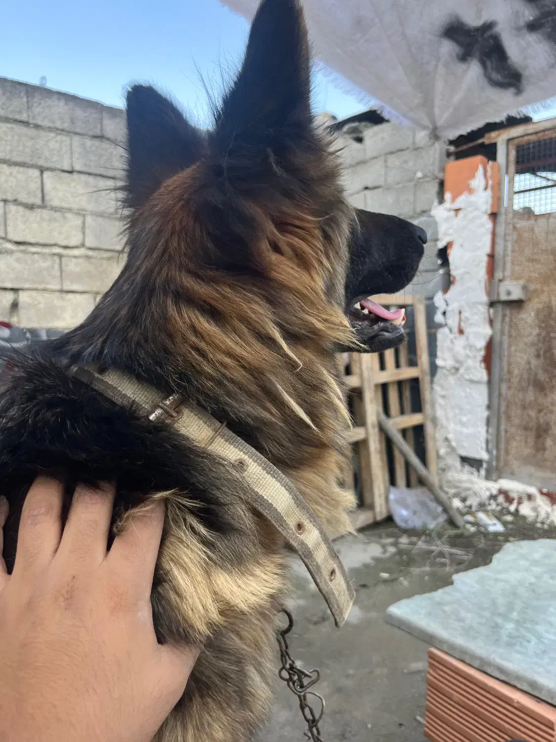 ژرمن شولاین|سگ|قائمشهر, |دیوار