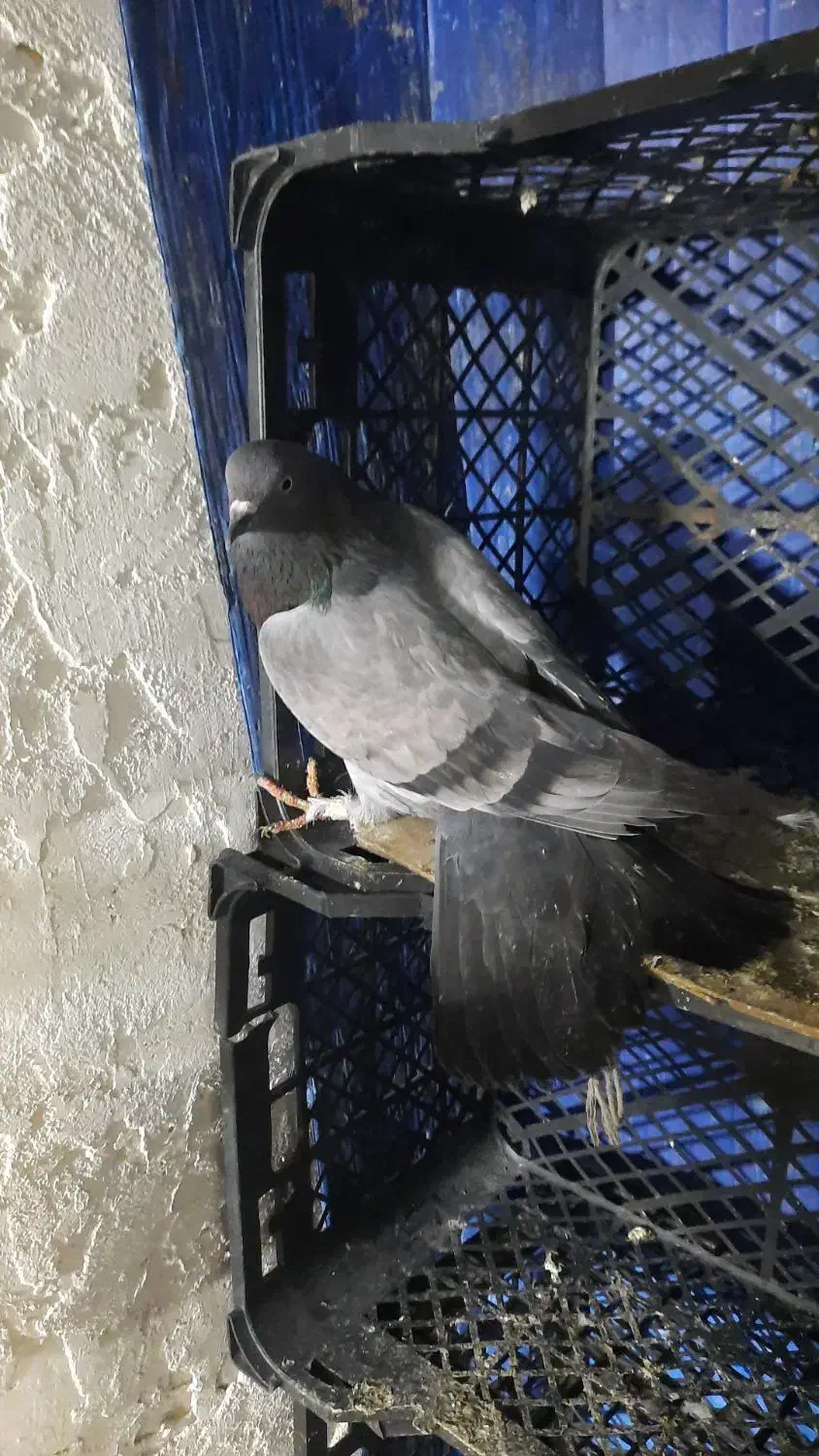 کبوتر ماده پروازی|پرنده|رشت, توشیبا|دیوار