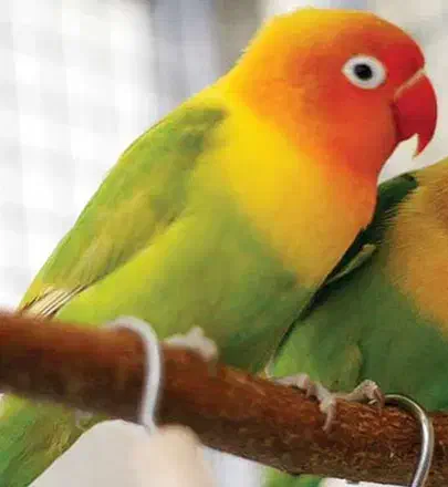 طوطی کوتوله برزیلی فول دستی|پرنده|جهرم, |دیوار