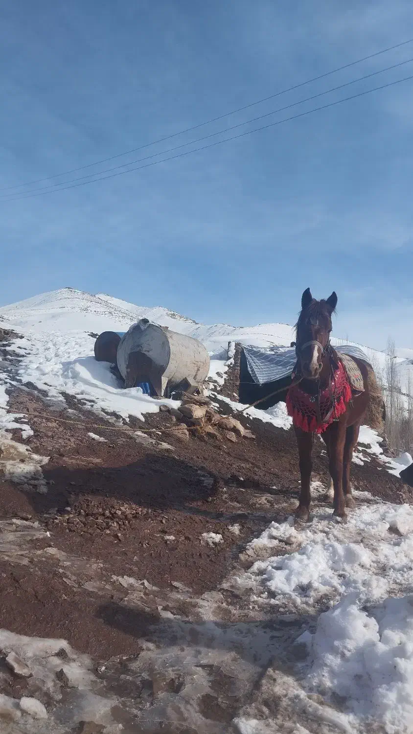 اسب فروشی|اسب و تجهیزات اسب‌سواری|شاهین دژ, |دیوار