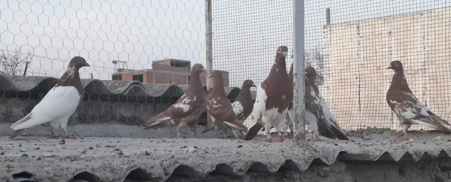 کبوتر|پرنده|مینودشت, |دیوار