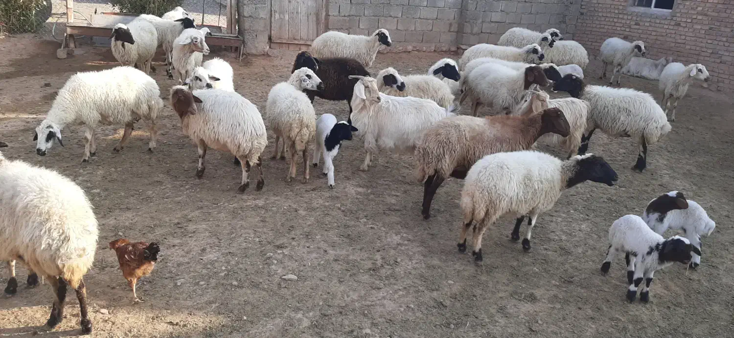 گوسفند جوان داشتی|حیوانات مزرعه|قره ضیاالدین, |دیوار