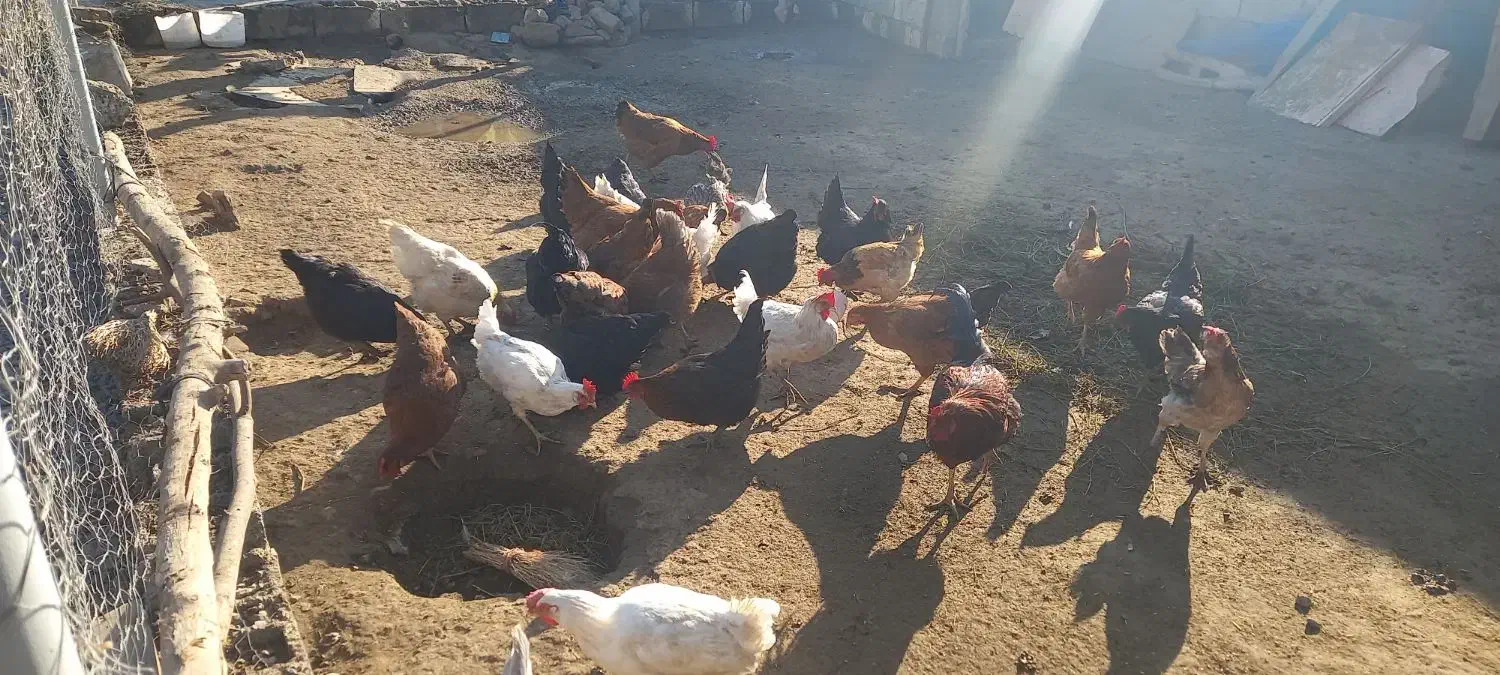 مرغ جوان|حیوانات مزرعه|انزل, |دیوار