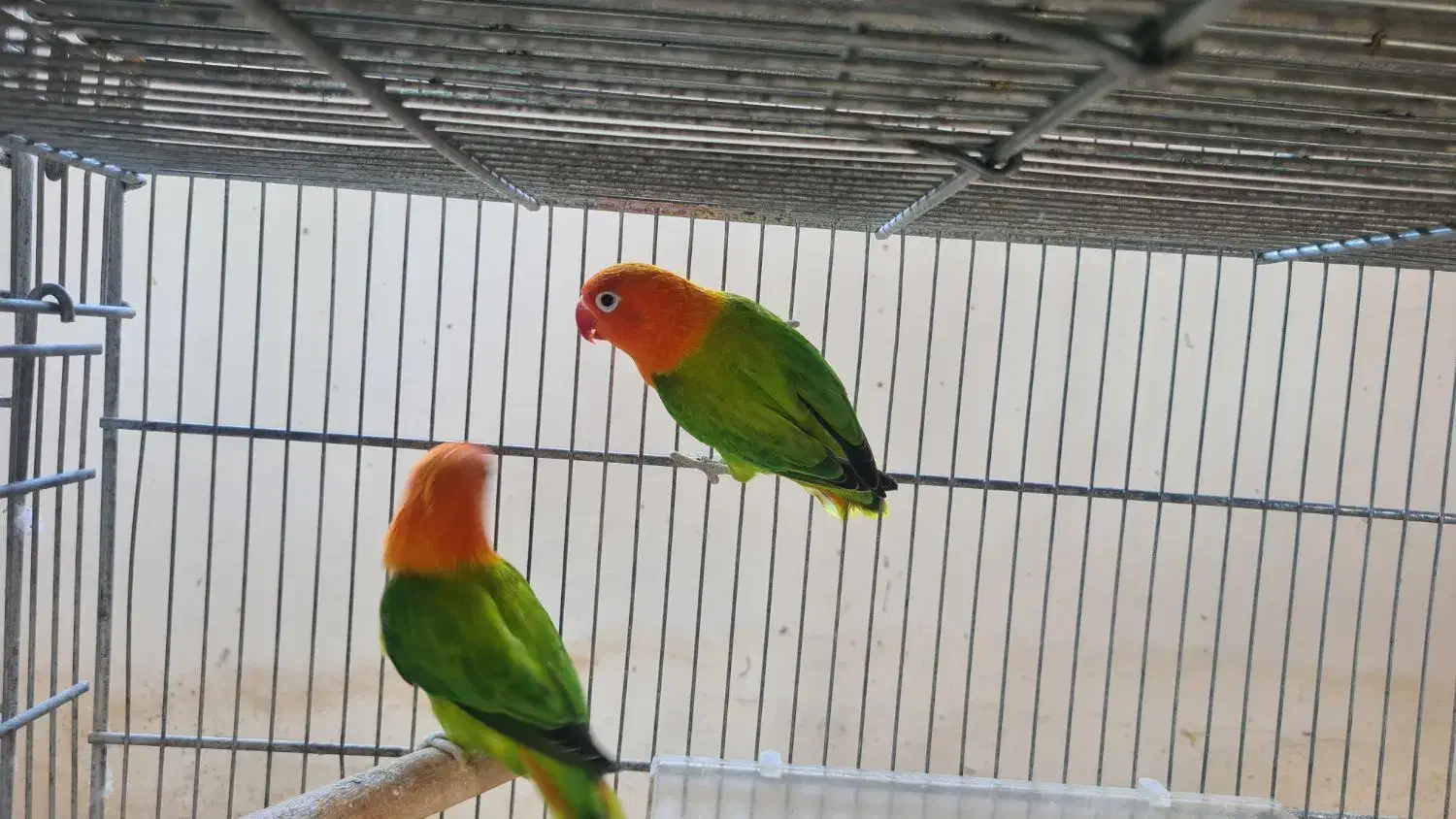 کوتوله مولد، ملنگو، قفس|پرنده|جم, |دیوار