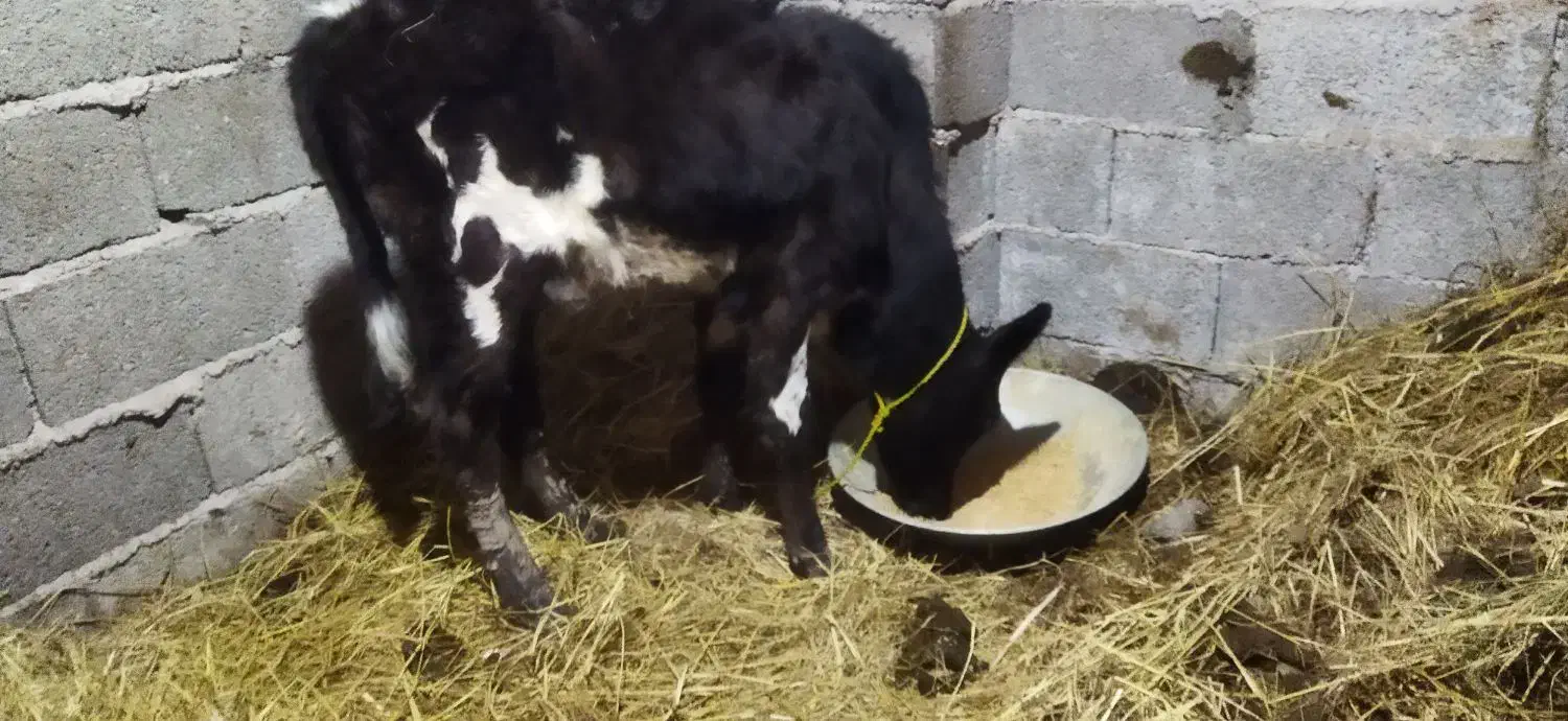 لیشه ۴ ماه|حیوانات مزرعه|لولمان, |دیوار