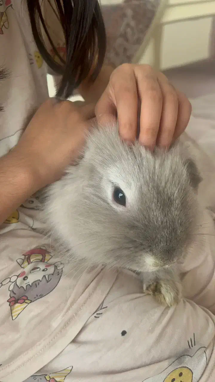 واگذاری خرگوش لوپ|موش و خرگوش|تهران, اباذر|دیوار