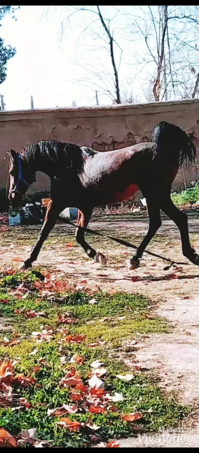 اسب مادیان۶دنگ|اسب و تجهیزات اسبسواری|اصفهان, باغ نگاره|دیوار