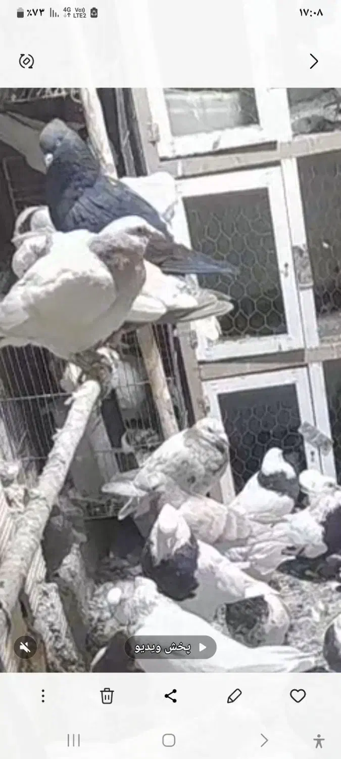 گم کردم کل|حیوانات|همدان, |دیوار