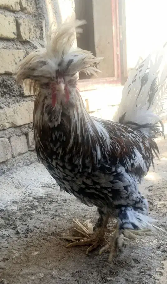 خروس محلی|حیوانات مزرعه|شیراز, دروازه قران|دیوار