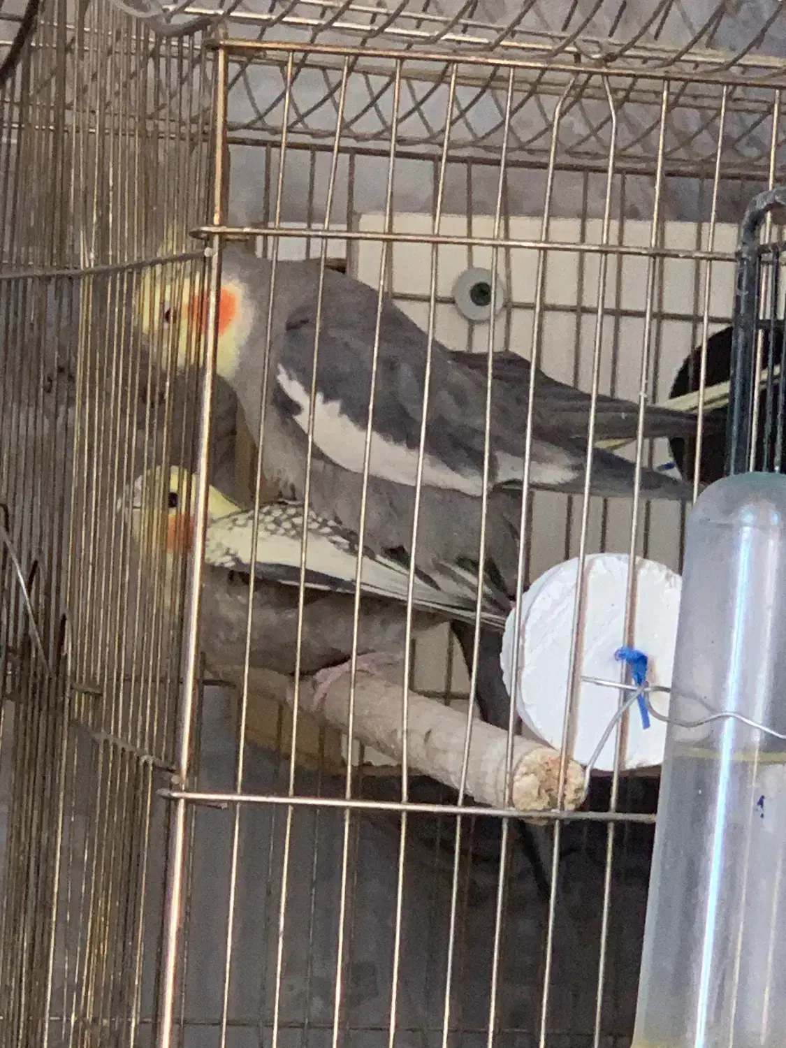 عروس هلندی مولد|پرنده|بوکان, |دیوار