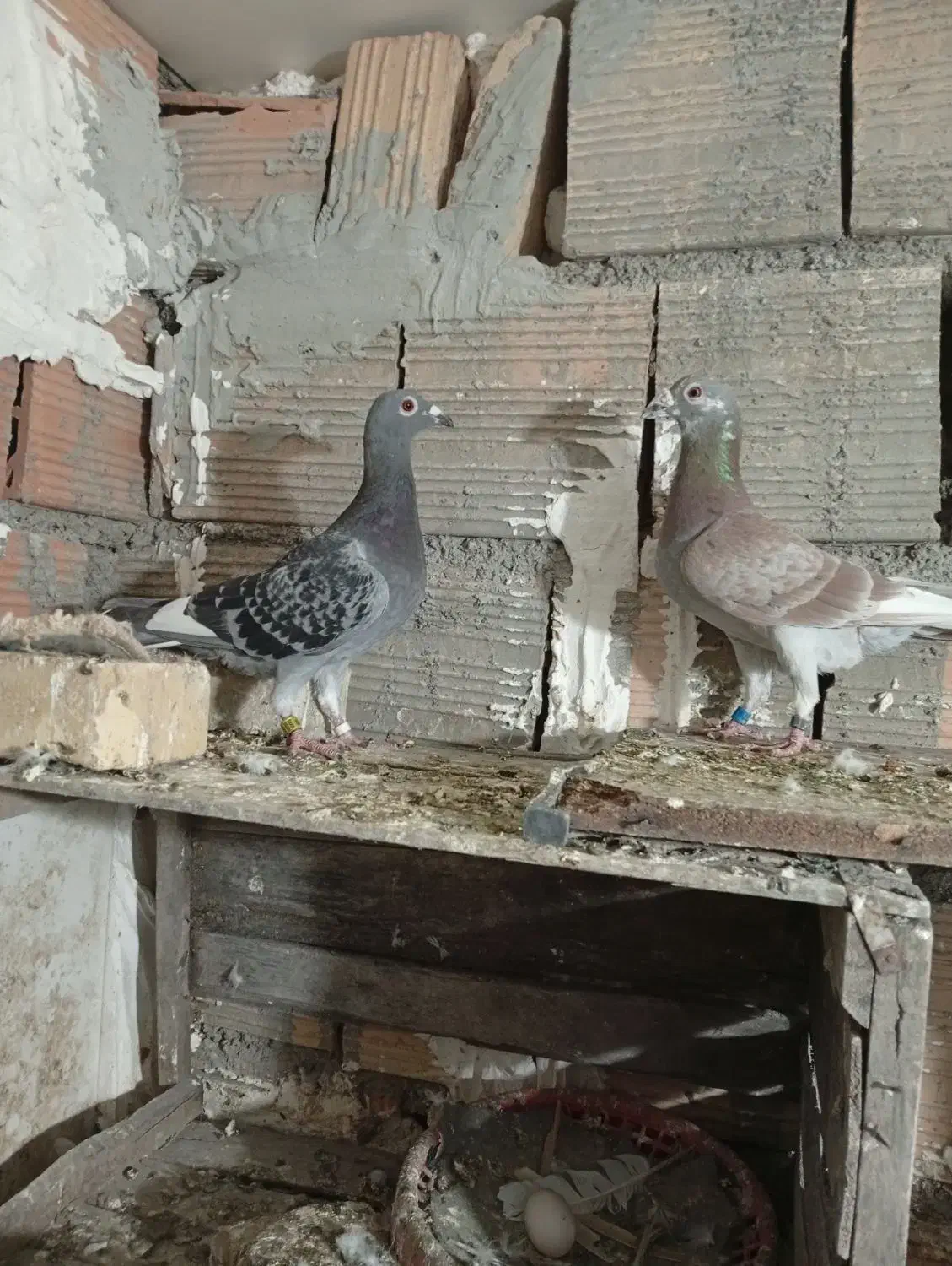 کبوتر|پرنده|علی‌آباد کتول, |دیوار