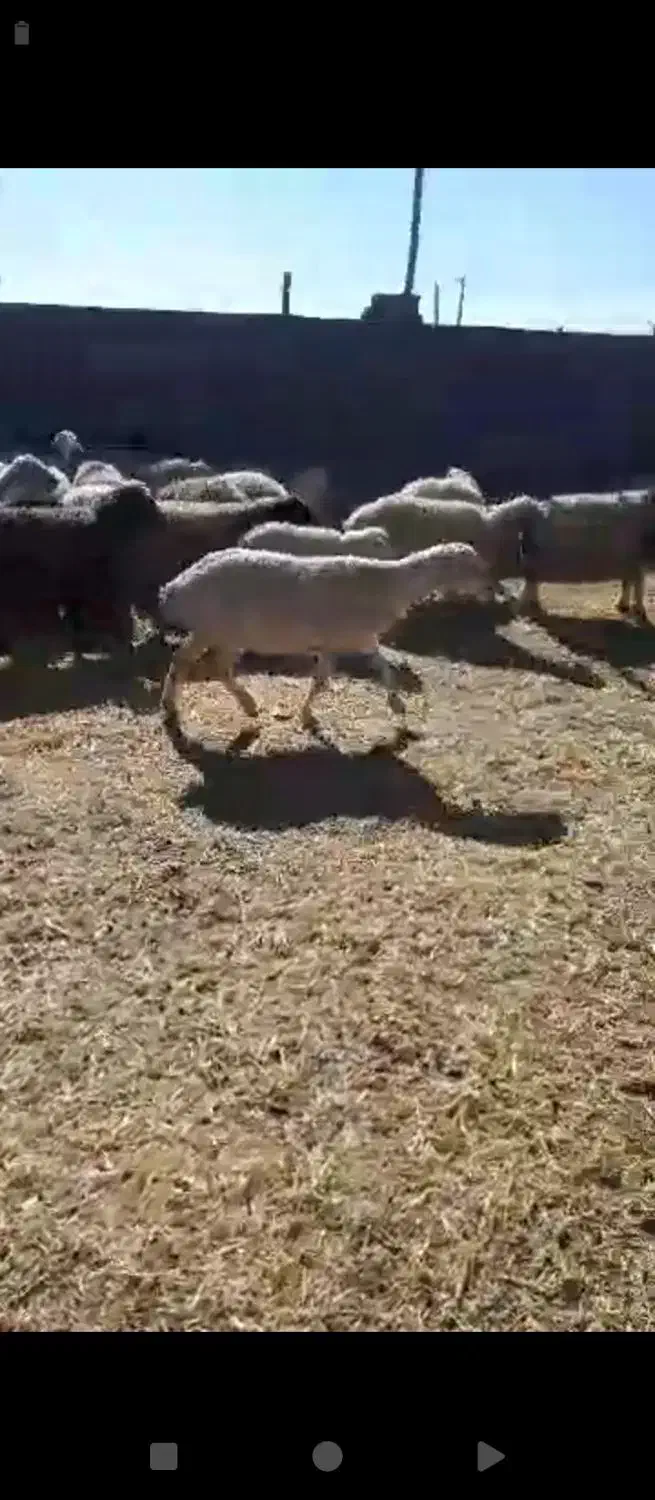 میش بره سالم جوان|حیوانات مزرعه|بردسیر, |دیوار