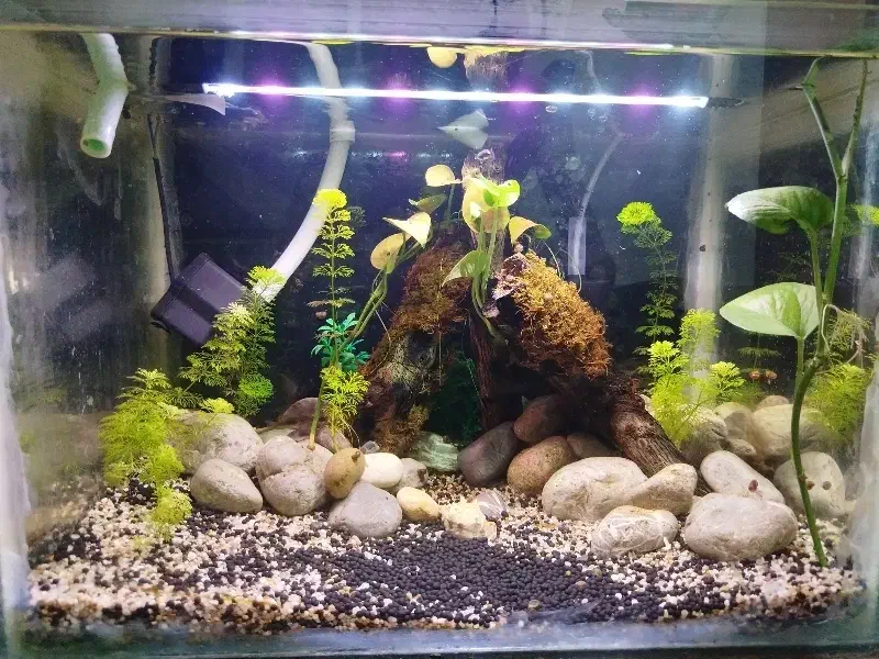 اکواریوم معاوضه هم داره|ماهی|یاسوج, |دیوار