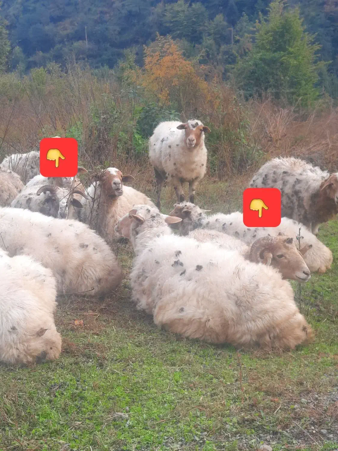 فروشی|حیوانات مزرعه|حویق, |دیوار