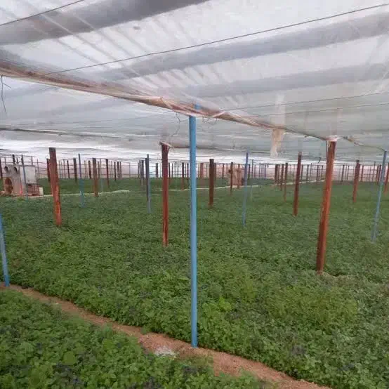 خریدار گلخانه سنتی مشعلی|خدمات باغبانی و درختکاری|تیران, |دیوار