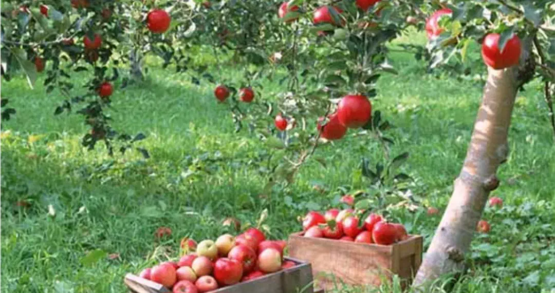 گلهای آپارتمانی|گل و گیاه طبیعی|ابرکوه, |دیوار