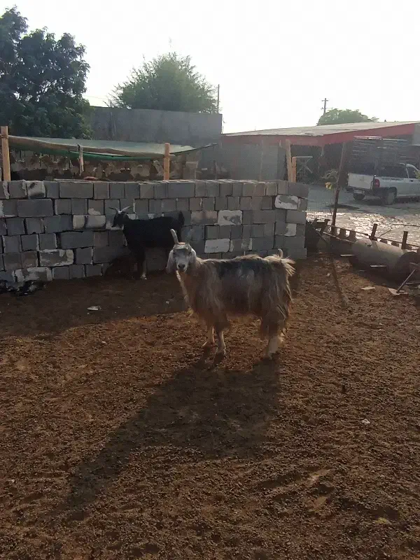 ۲۰راس بز ابستن و زاییده|حیوانات مزرعه|برازجان, |دیوار