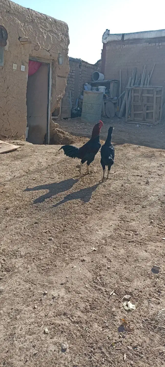 مرغ و خروس لاری|حیوانات مزرعه|میلاجرد, |دیوار