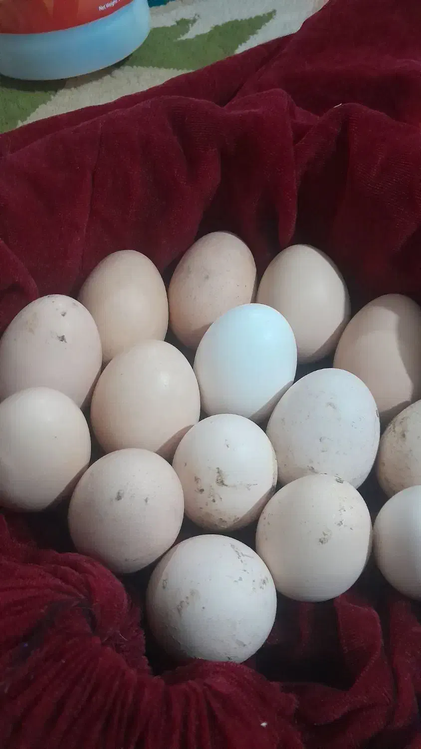 تخم مرغ لاری|حیوانات مزرعه|خان ببین, |دیوار