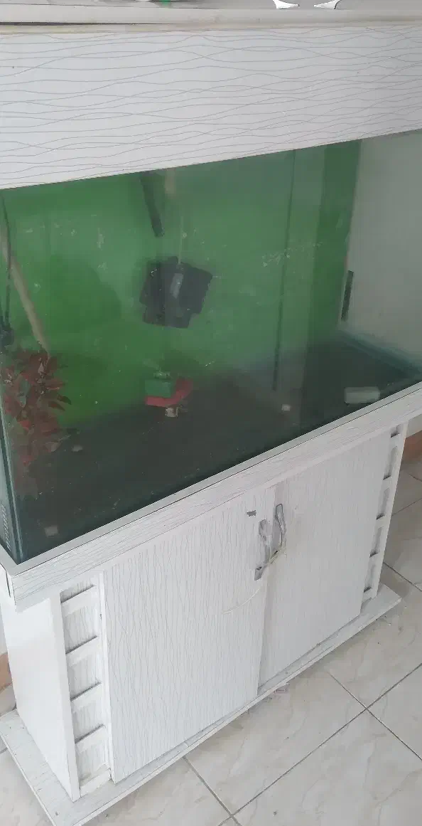 اکواریوم|ماهی|رودهن, |دیوار