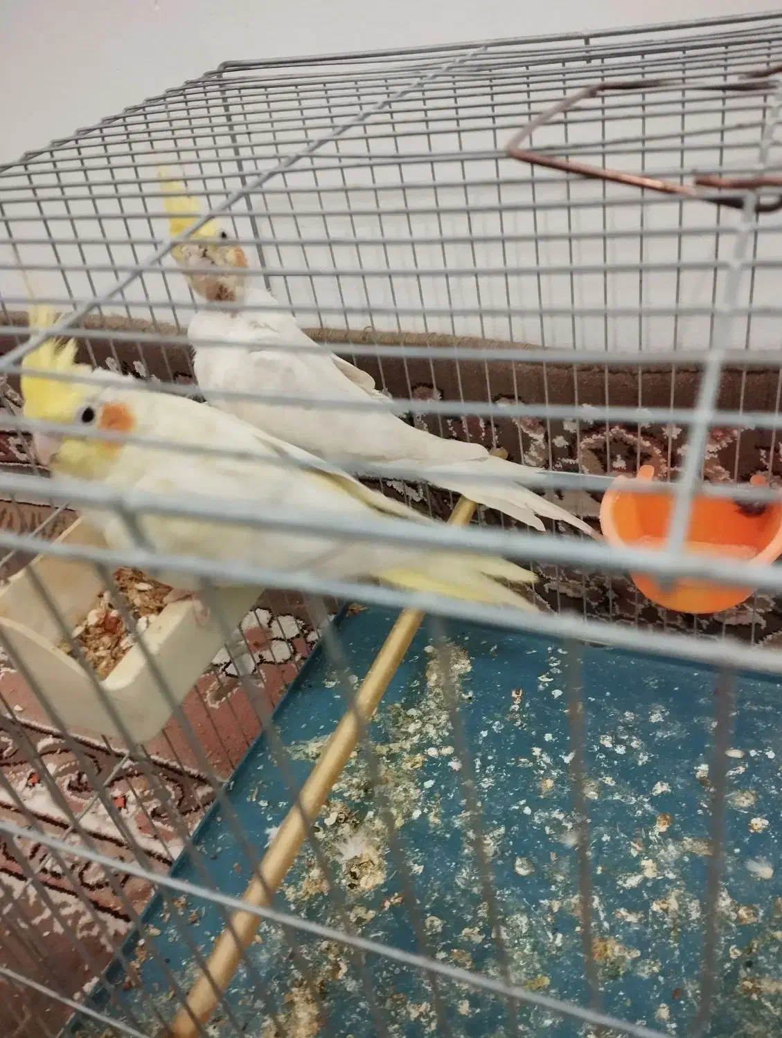 عروس هلندی|پرنده|کبودرآهنگ, |دیوار