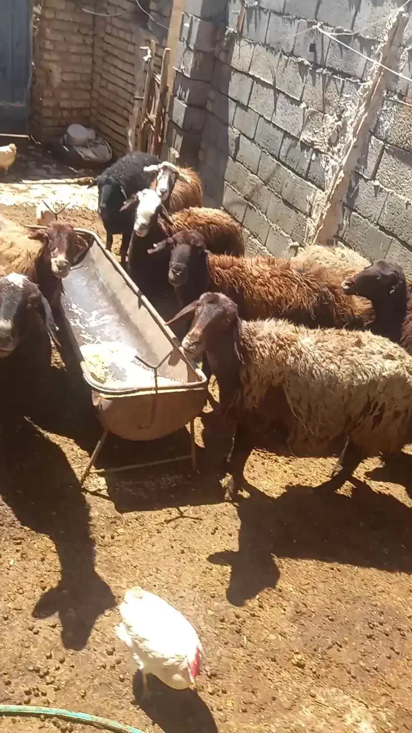 میش|حیوانات مزرعه|چادگان, |دیوار