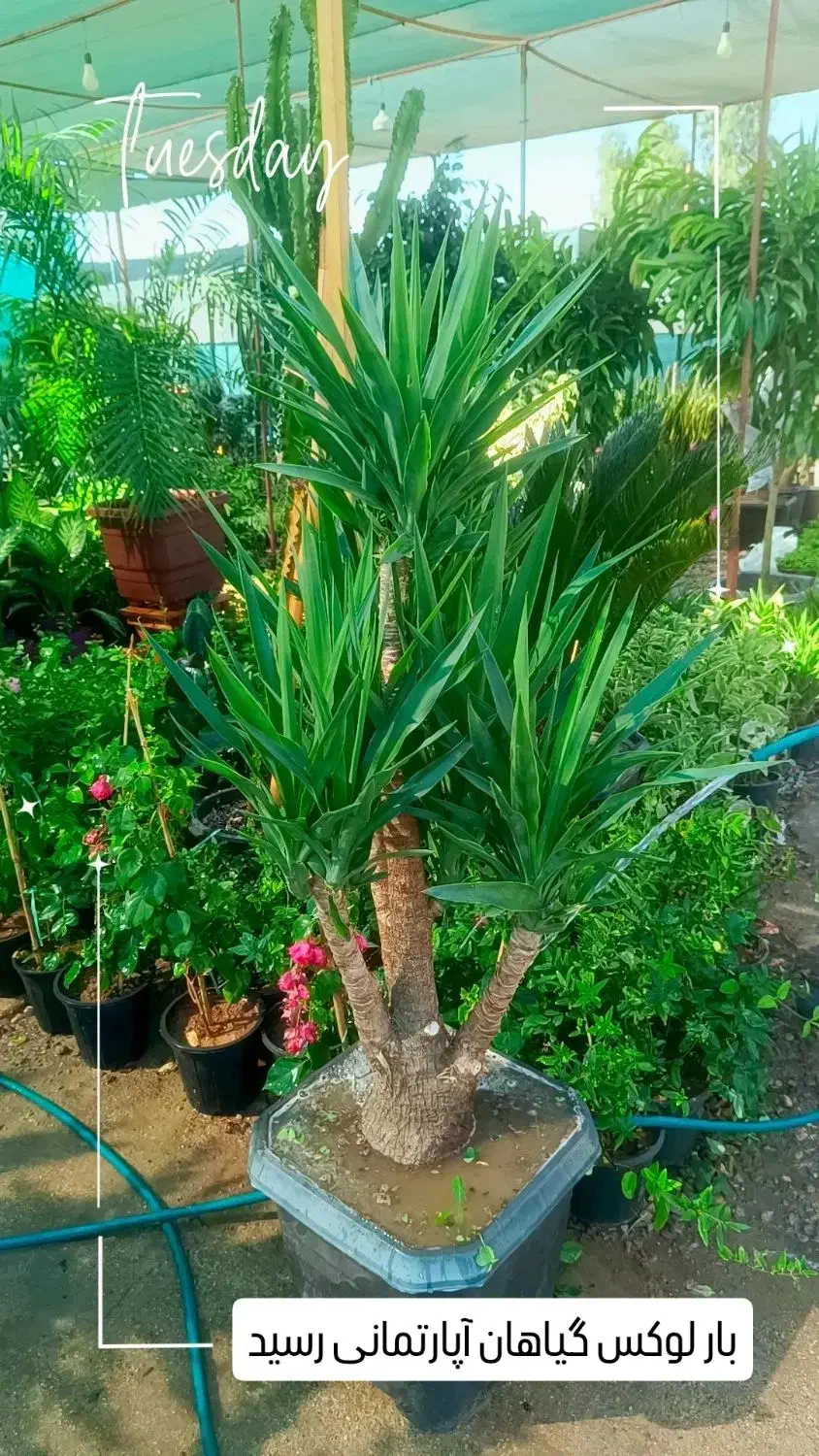 گل و گیاه|گل و گیاه طبیعی|بندر ماهشهر, |دیوار