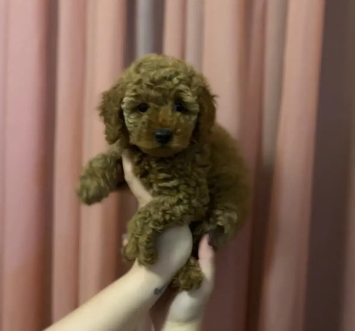 توی پودل رد نروماده|سگ|مشهد, هنرستان|دیوار