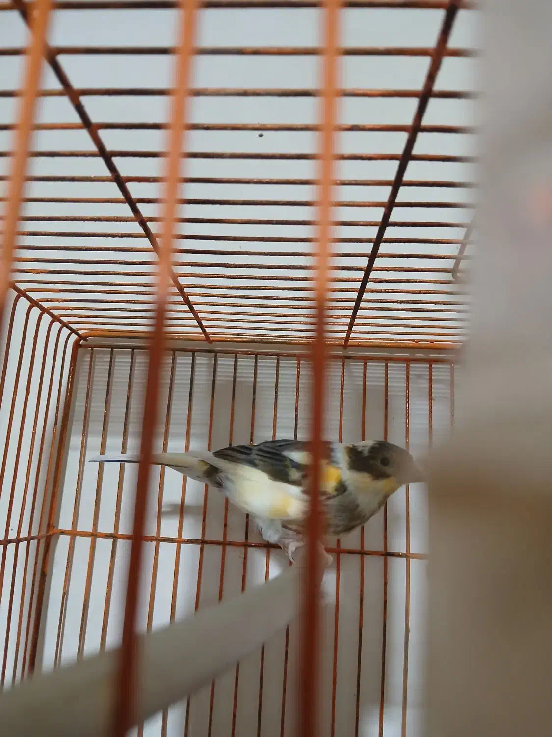 قناری جوجه ۹ماه|پرنده|سمنان, |دیوار