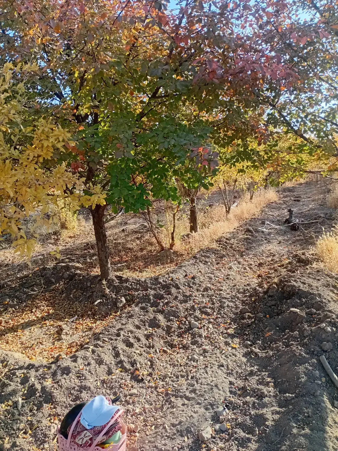 باغ 2500متر درخت کاری وهزارمترخاکی 700میلیون|فروش زمین و ملک کلنگی|زرندیه, |دیوار