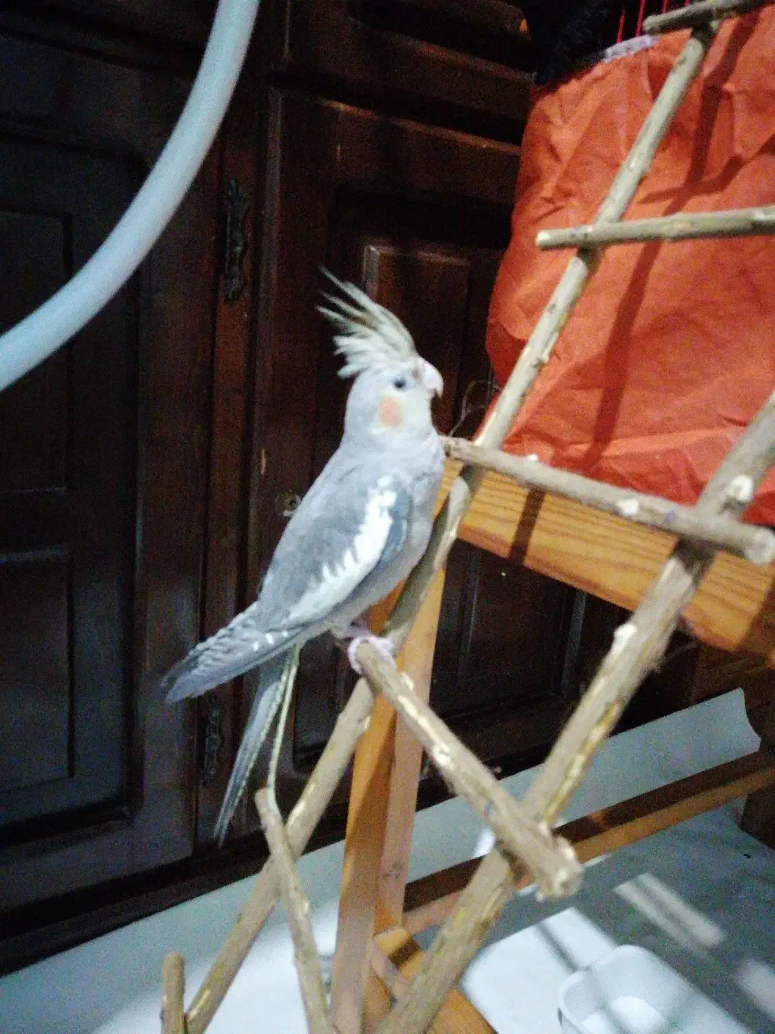 یک عدد عروس هلندی سالم و سرحال|پرنده|قائمشهر, |دیوار