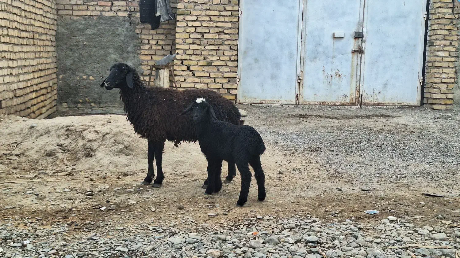 میش و بره|حیوانات مزرعه|رفسنجان, |دیوار