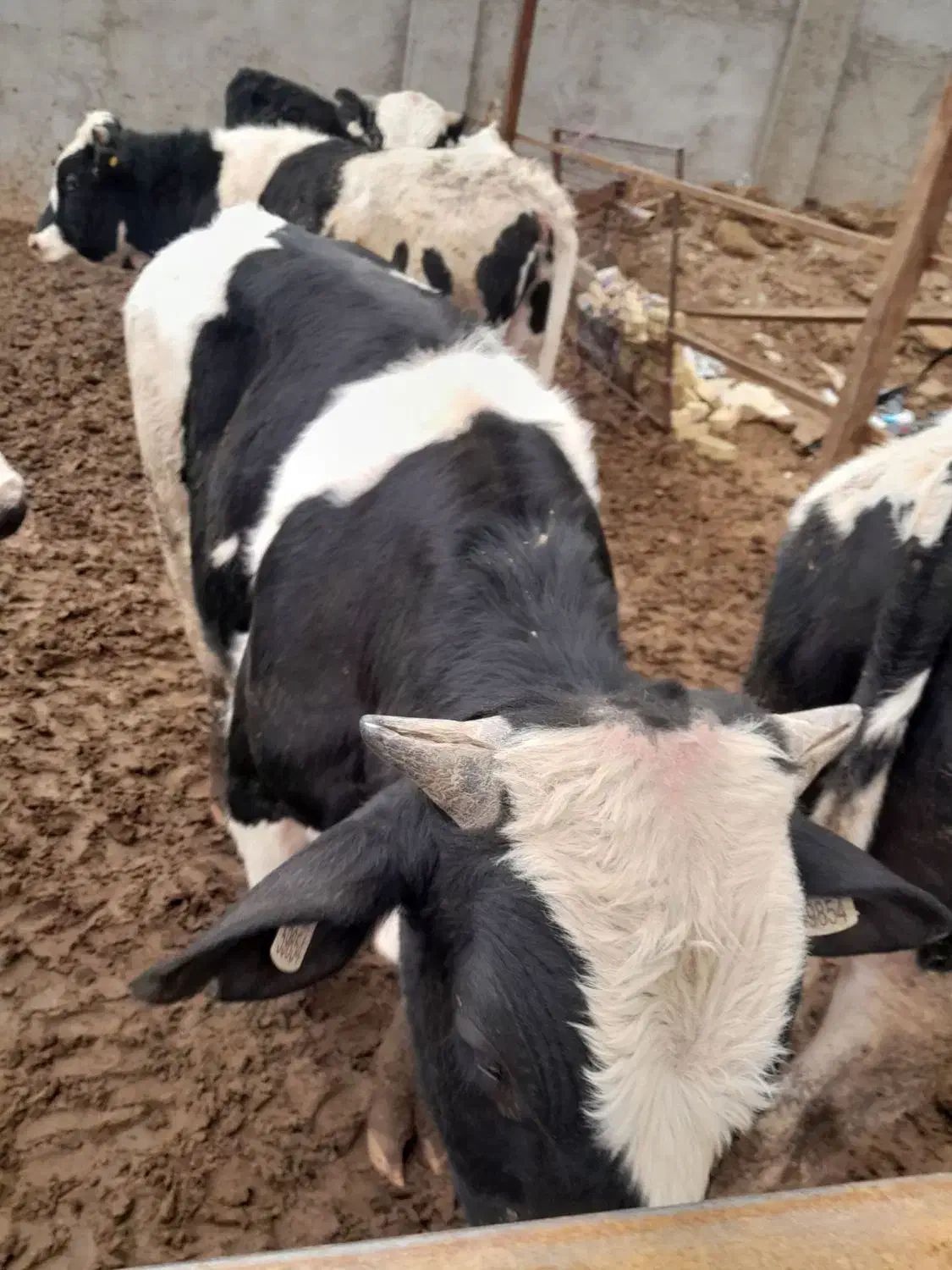 گوساله|حیوانات مزرعه|قزوین, |دیوار