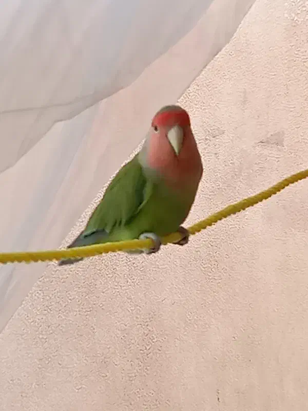 کوتوله فیشر بالغ نر|پرنده|خمینیشهر, |دیوار