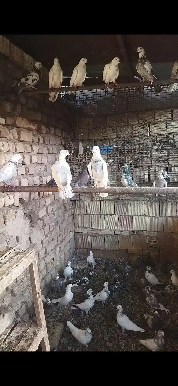 کبوتر فروشی|پرنده|نیاسر, |دیوار