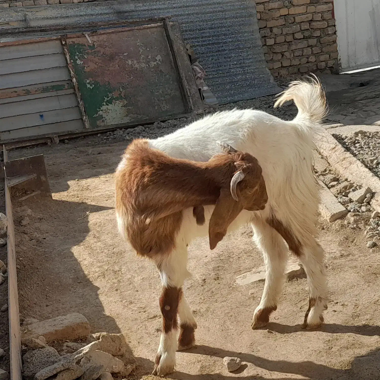 بزغاله|حیوانات مزرعه|نورآباد, |دیوار