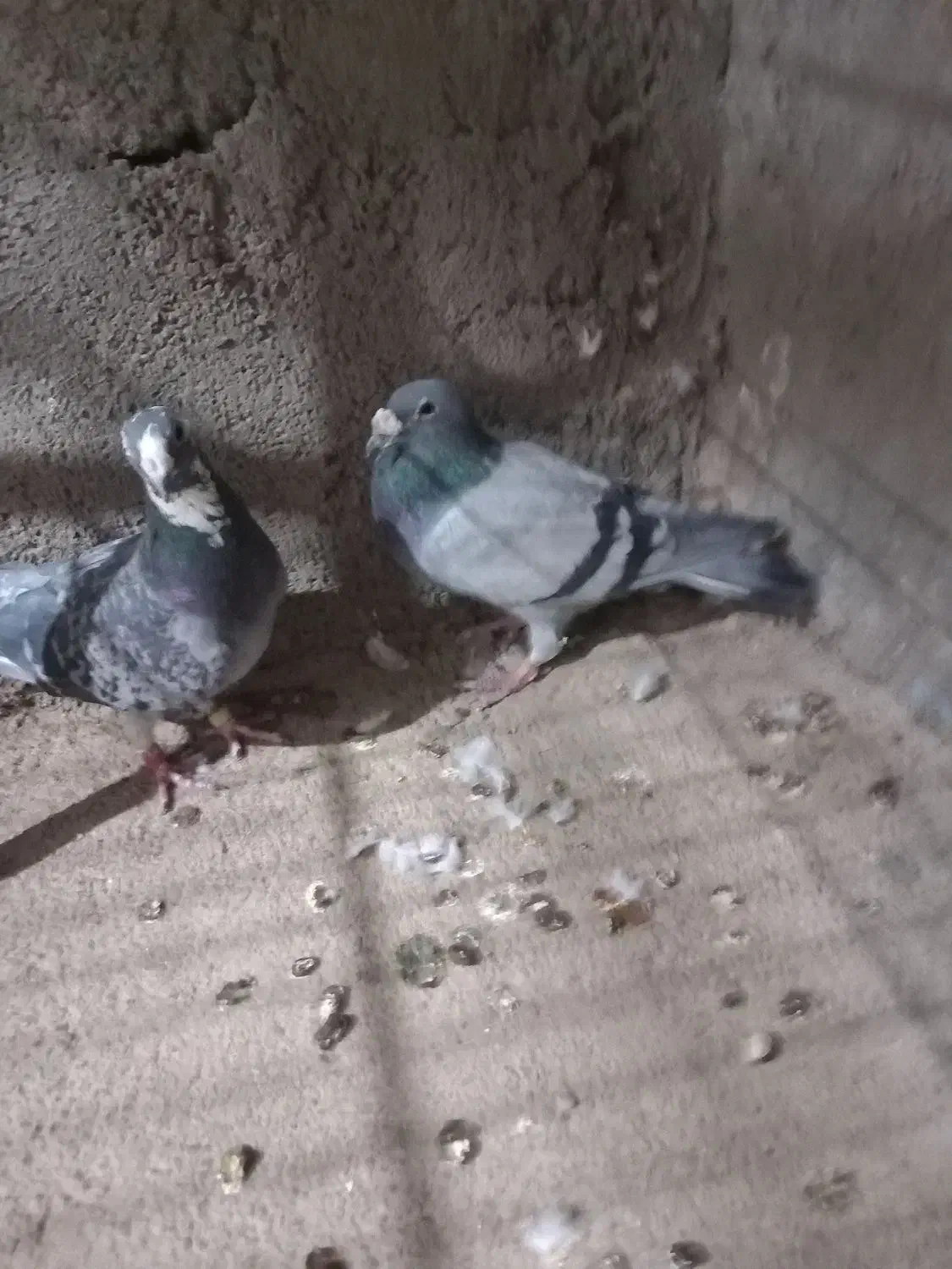 یک جفت سبز پولک پلاکی|پرنده|فردوس (خراسان), |دیوار